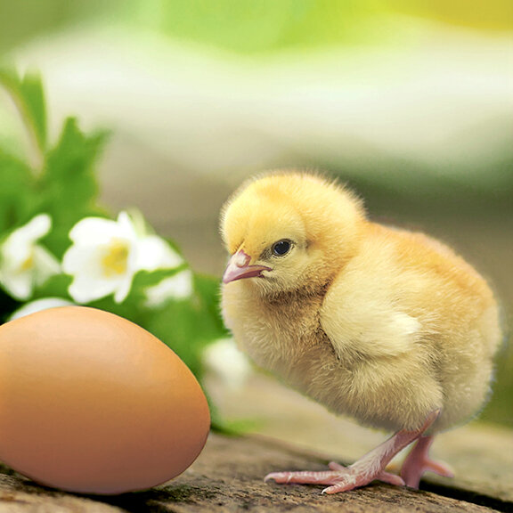 Papierservietten, Beige, 33 x 33 cm, Chicken with Egg 1 x 20 Stk. (20 Stk.)