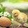 Papierservietten, Beige, 33 x 33 cm, Chicken with Egg 1 x 20 Stk. (20 Stk.)