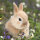 Papierservietten, Beige, Grün, 33 x 33 cm, Bunny in Field 1 x 20 Stk. (20 Stk.)
