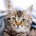 Papierservietten, bunt, 33 x 33 cm, Cute Kitten 1 x 20 Stk. (20 Stk.)